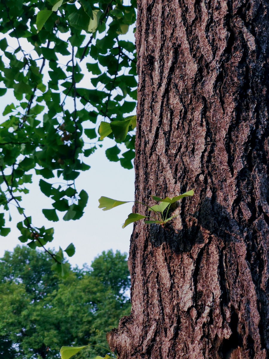 银杏树干上的新枝叶,枝丫上满满的黄