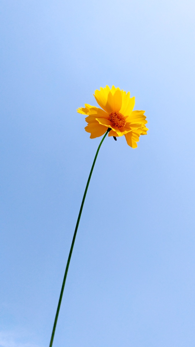 小花- 视界老猫 - 图虫网 - 优质摄影师交流社区