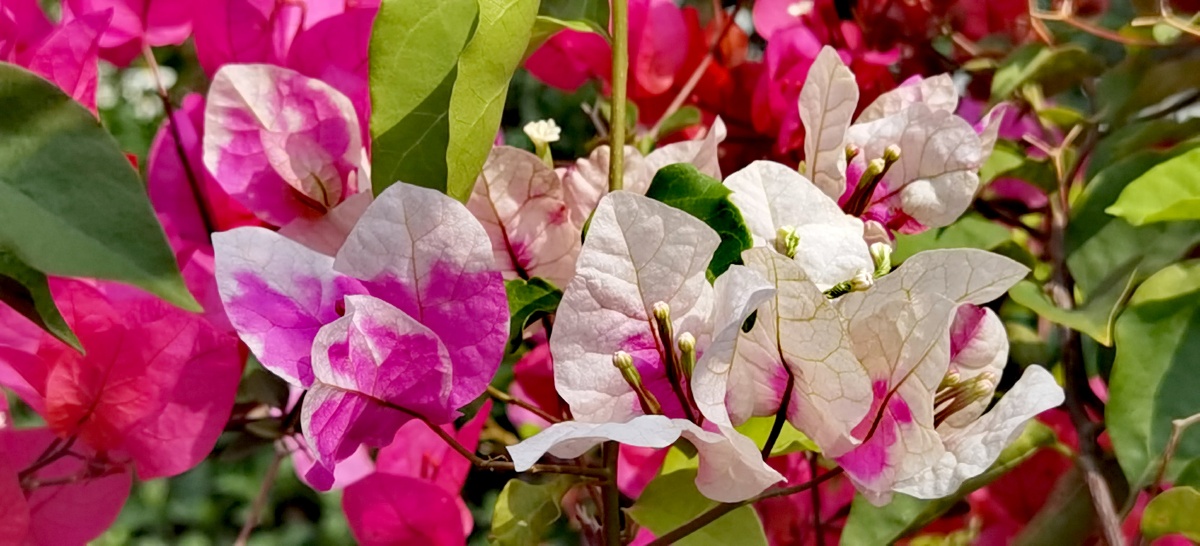 多色叶勒杜鹃花