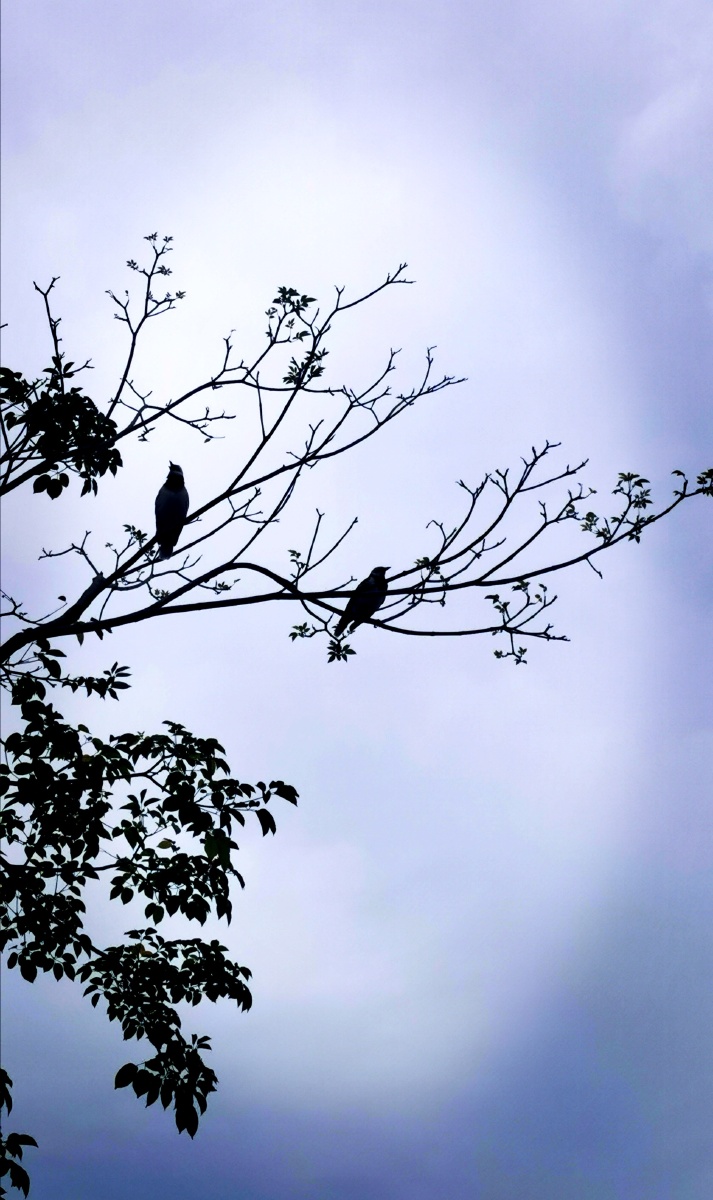 树上的鸟儿成双对