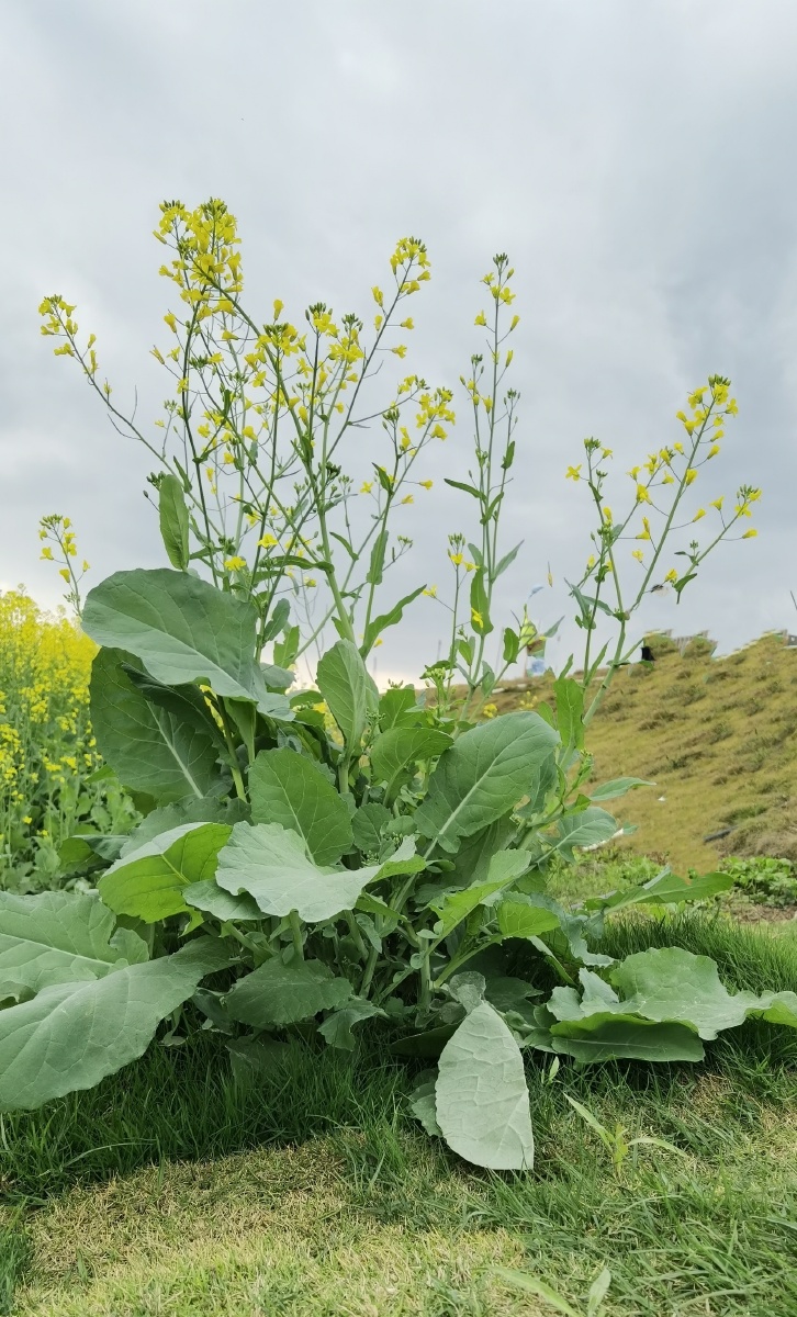 油莱花 - 海之浪shi - 图虫