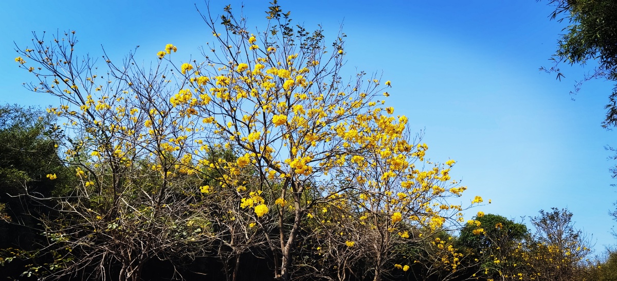 黄钟木林美得无暇