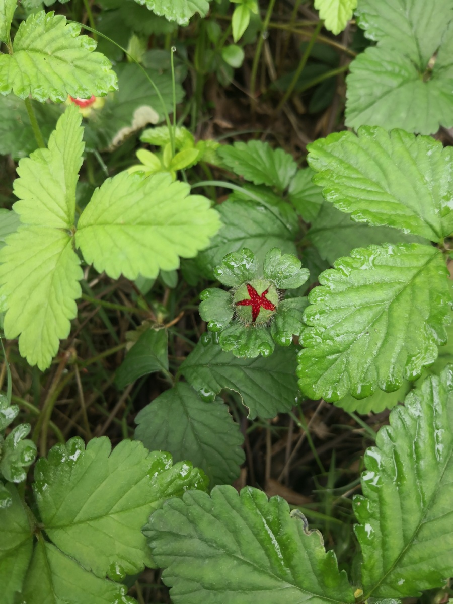 蛇莓- 飞驰的一团云朵 - 图虫