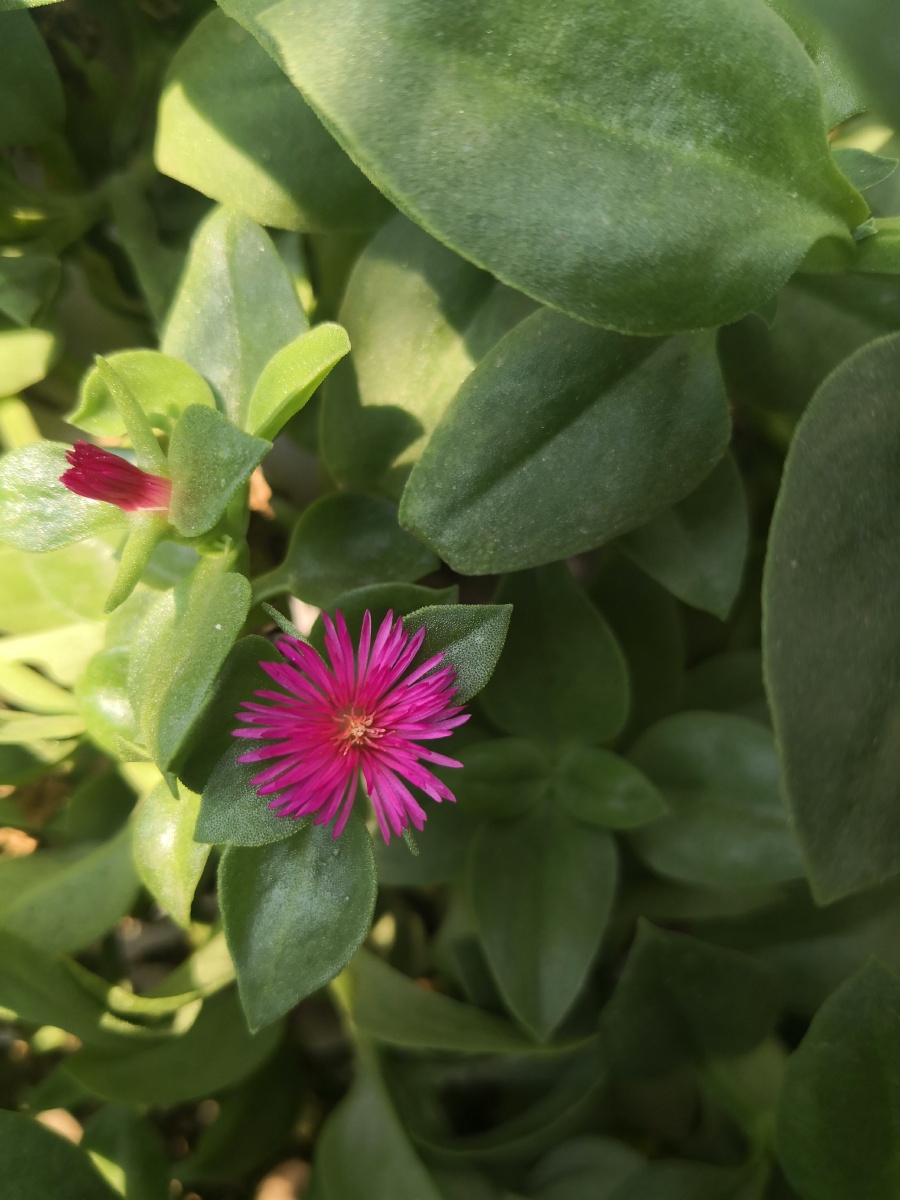 心叶日中花是番杏科日中花属多年生常绿草本花期78月花语彼此扶持拍摄