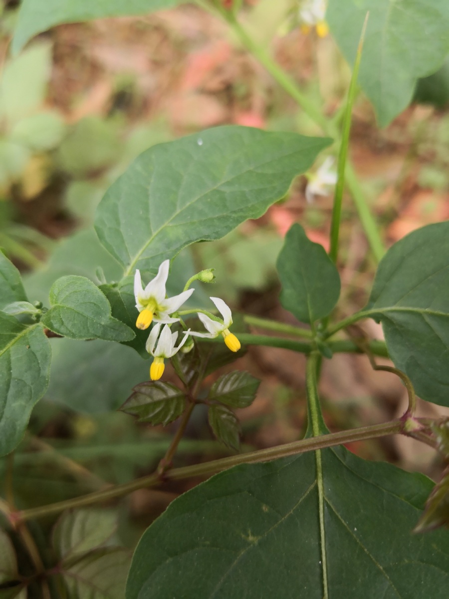 龙葵,茄科茄属一年生草本,花果期9-10月.