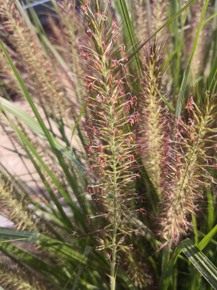 狼尾草禾本科狼尾草属多年生花语坚忍不被人了解的艰难的爱拍摄于长沙