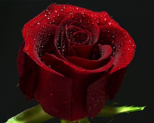 8C9DA4CB-AE18-4775-883E-06284A7F838E/L0/001