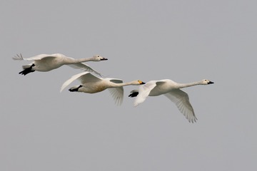 78BB5757-A30C-4B37-83B7-70410AC70327/L0/001