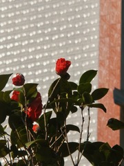 B6CA5CEC-BF09-492D-930B-EF9FAA582DE2/L0/001