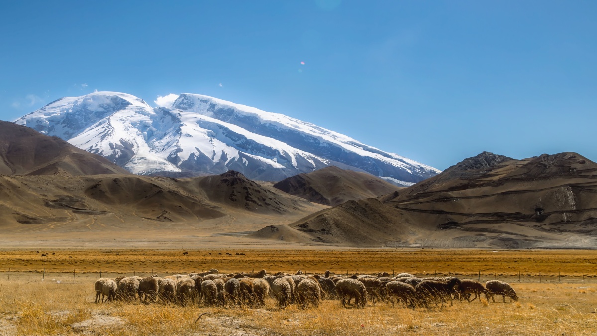 雪山下的羊咩咩