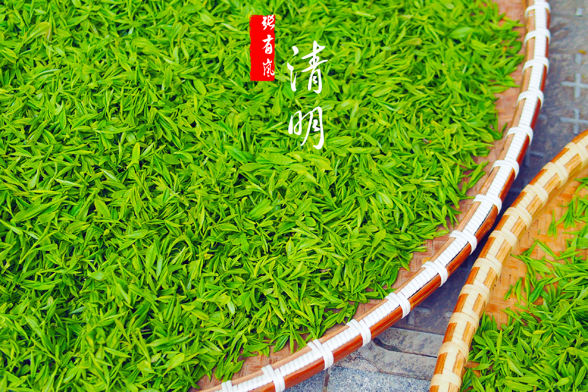 【龙井问茶】拍摄于清明时节,我们去龙井村品茶看采茶时忙.