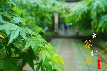 4谷雨【云栖竹径】