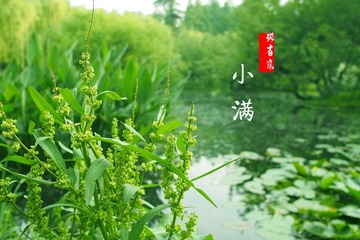 6小满【柳浪闻莺】