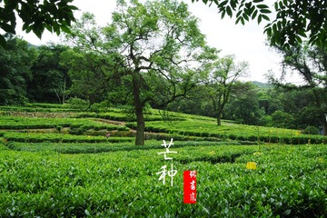 7芒种【天竺路遇】