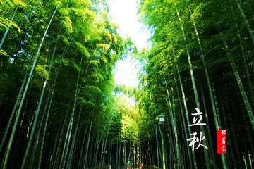11立秋【杭州植物园】