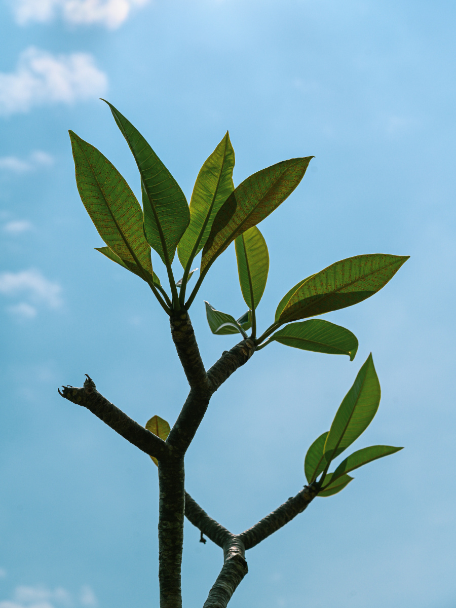 蓝天白云映衬下的小树