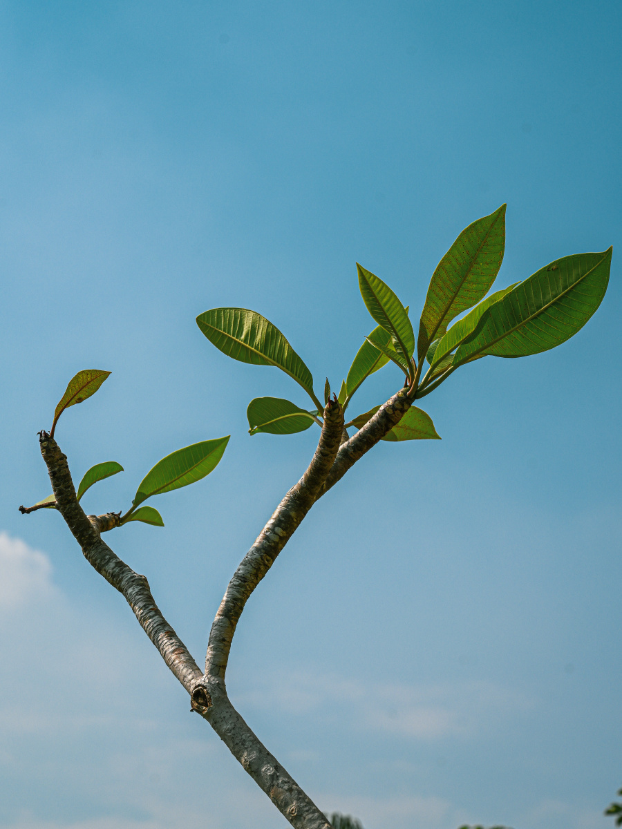 蓝天白云映衬下的小树