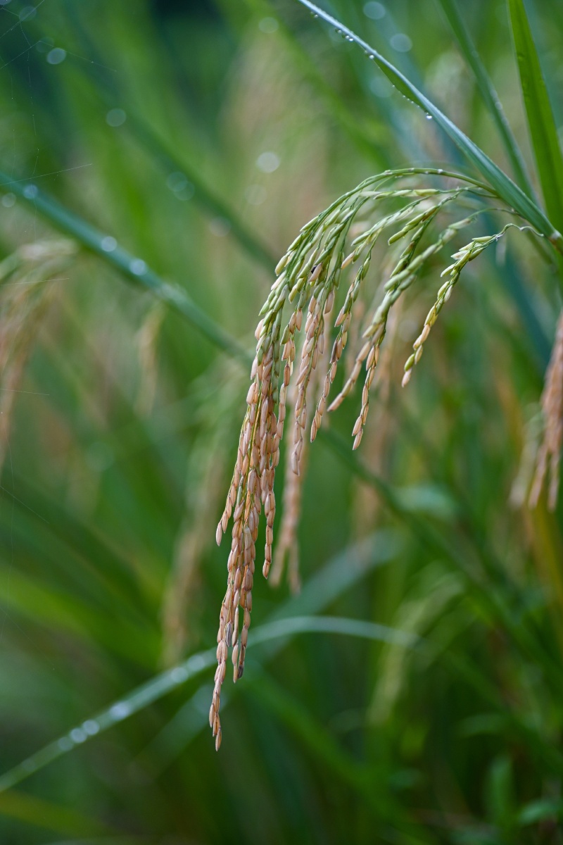 稻谷成熟时