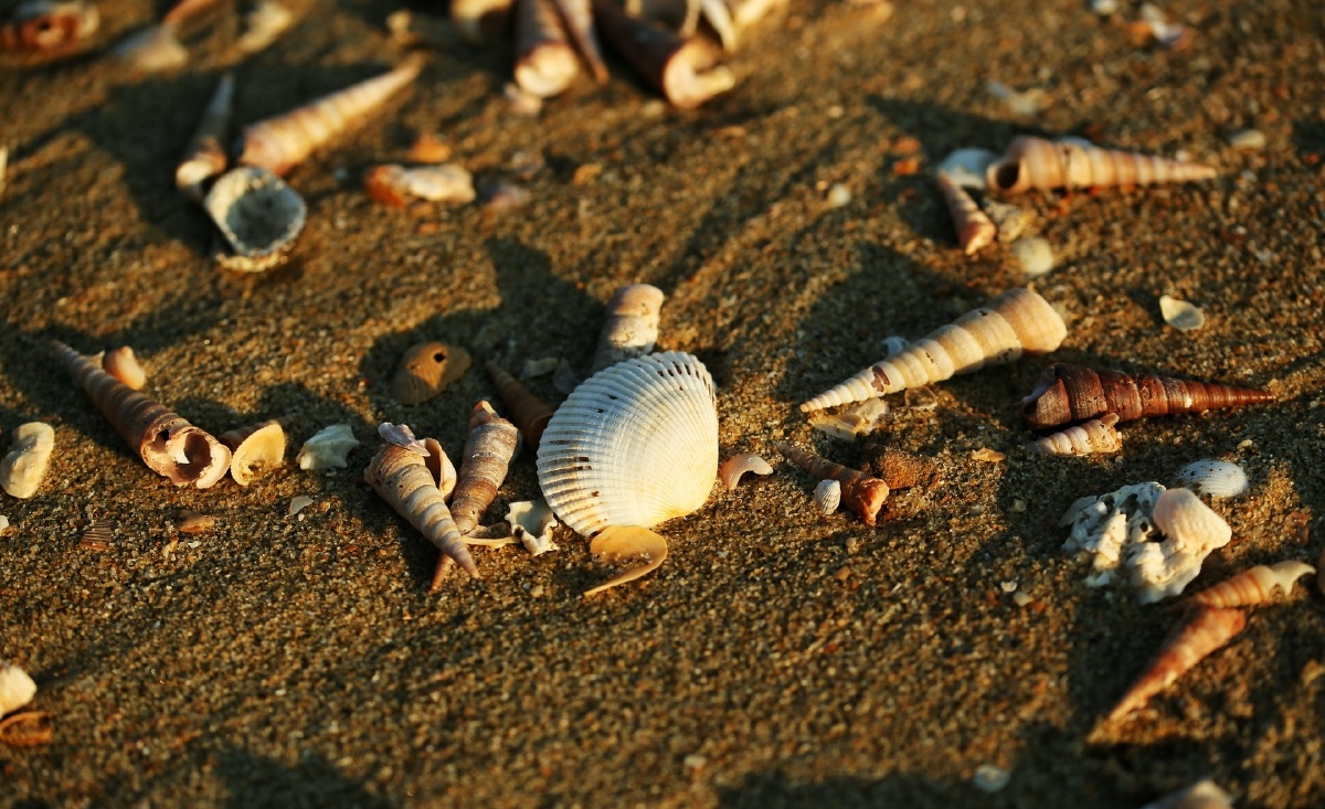 木公松所长别开枪是我