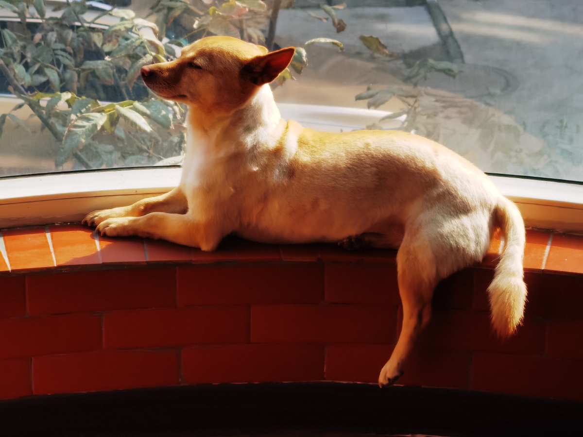 午后小憩 - 燕gm - 图虫