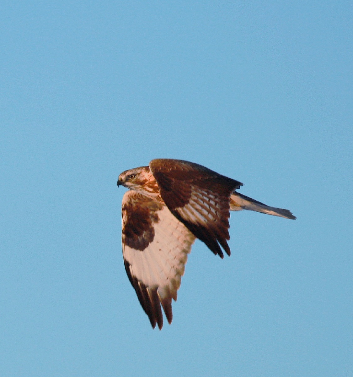 天空中翱翔着草原鹰