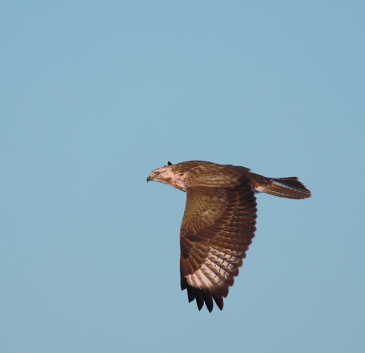 天空中翱翔着草原鹰