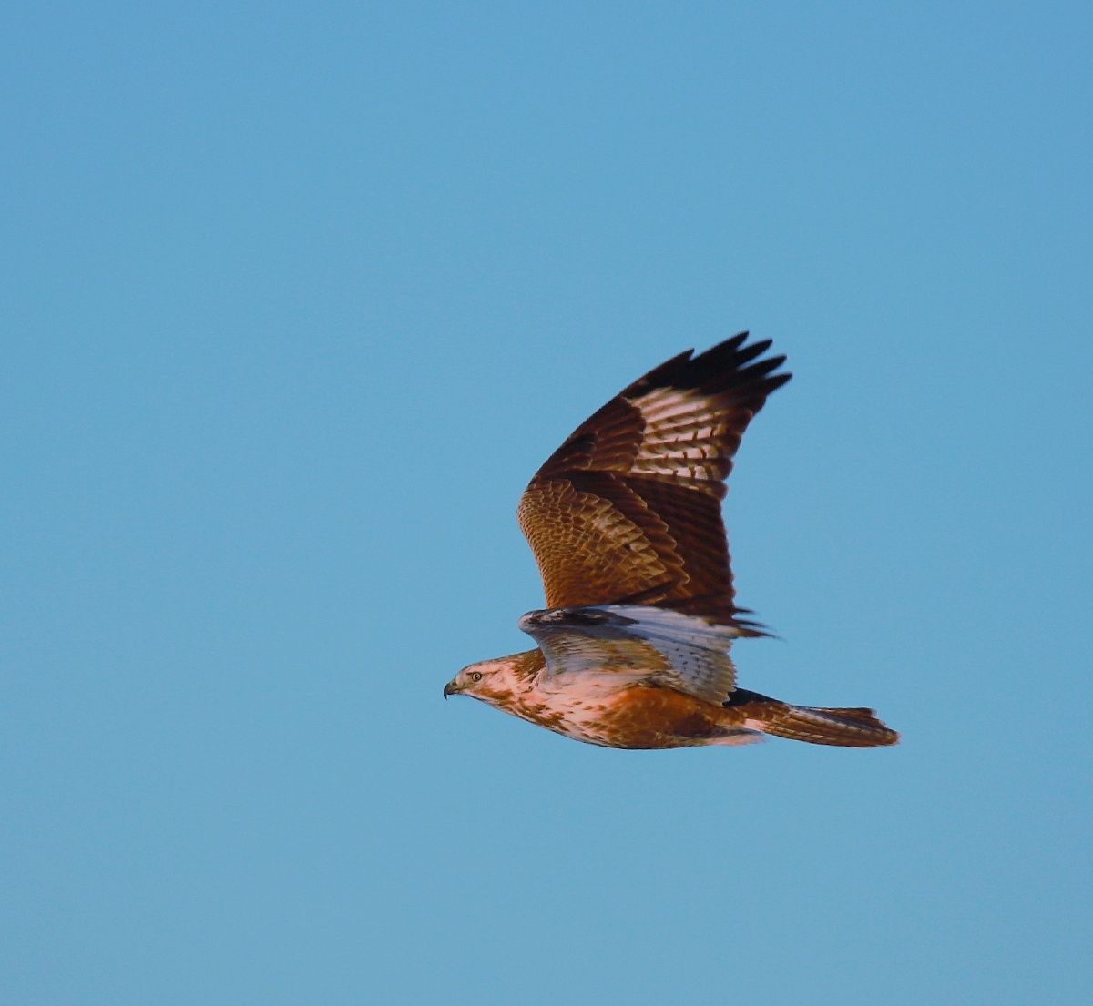 天空中翱翔着草原鹰