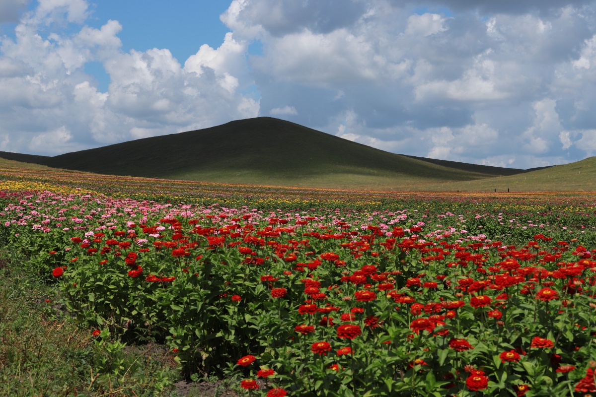 在乌拉盖草原上芍药谷的花海真是美极了