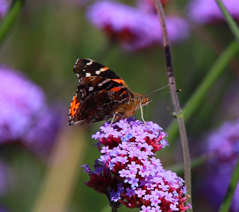 蝴蝶花丛中蜜蜂采花蜜