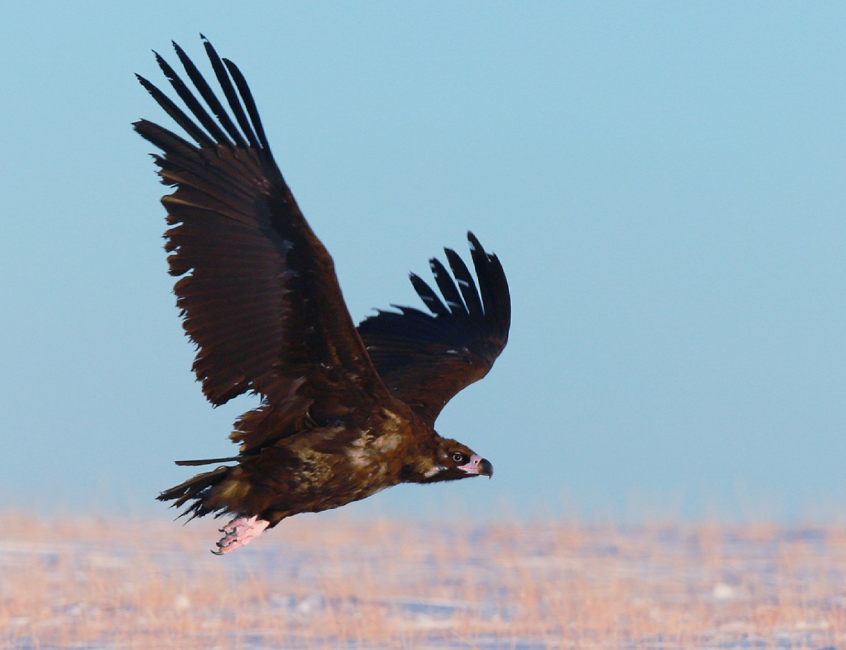 下午拍到了大秃鹫