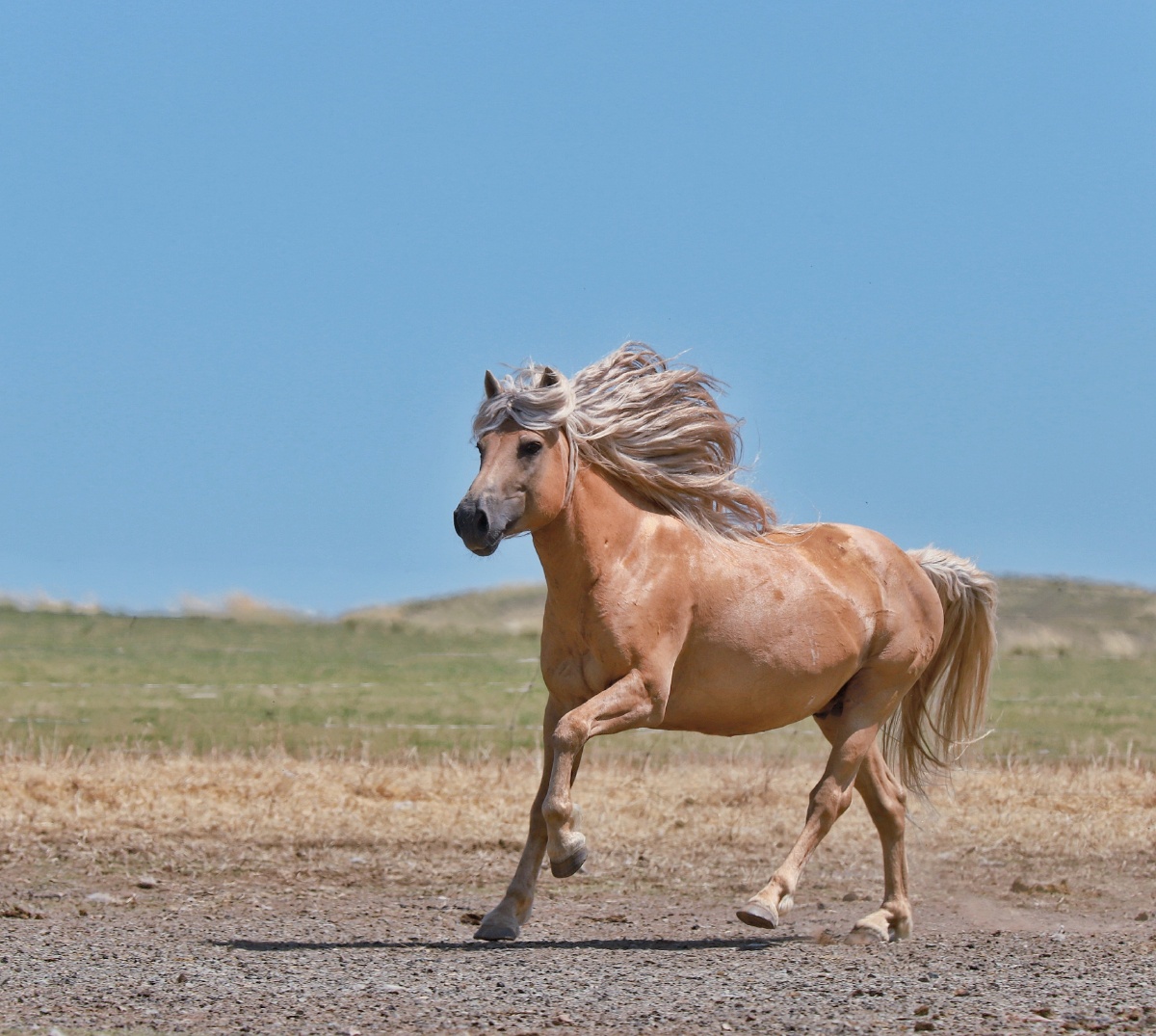 草原上的马儿壮