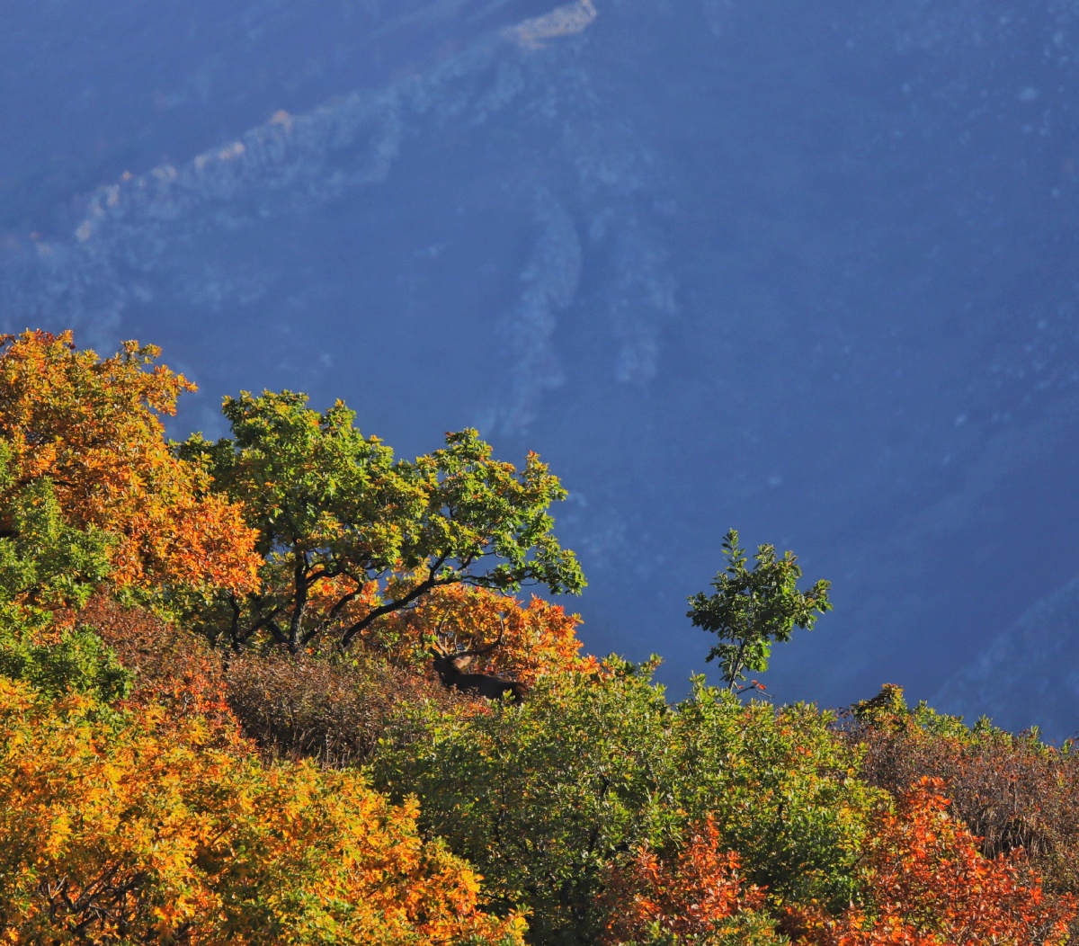 秋天的景色美啊