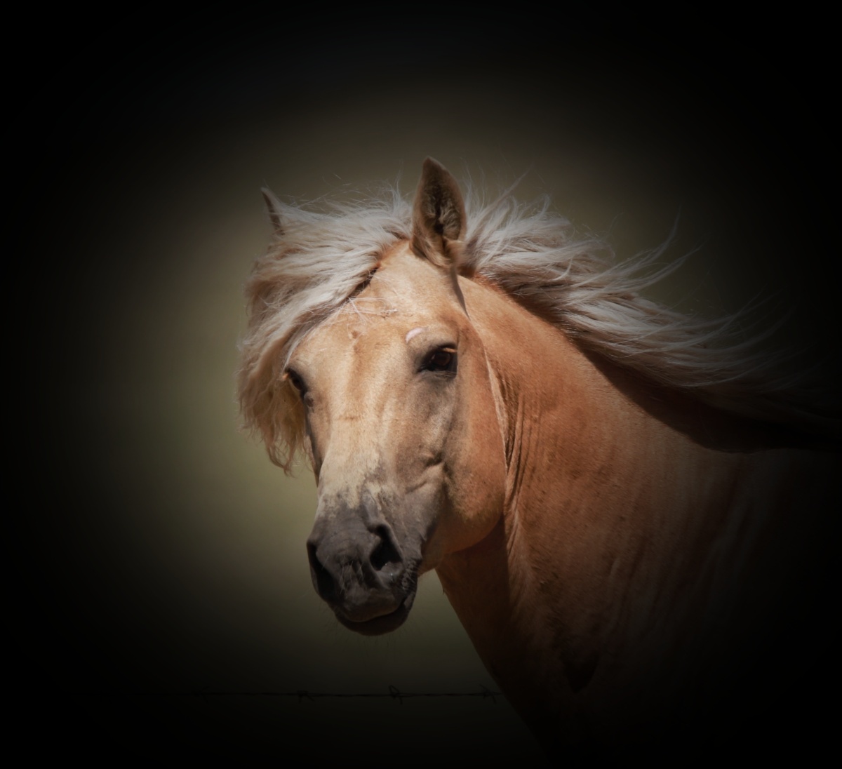 草原上的马儿壮