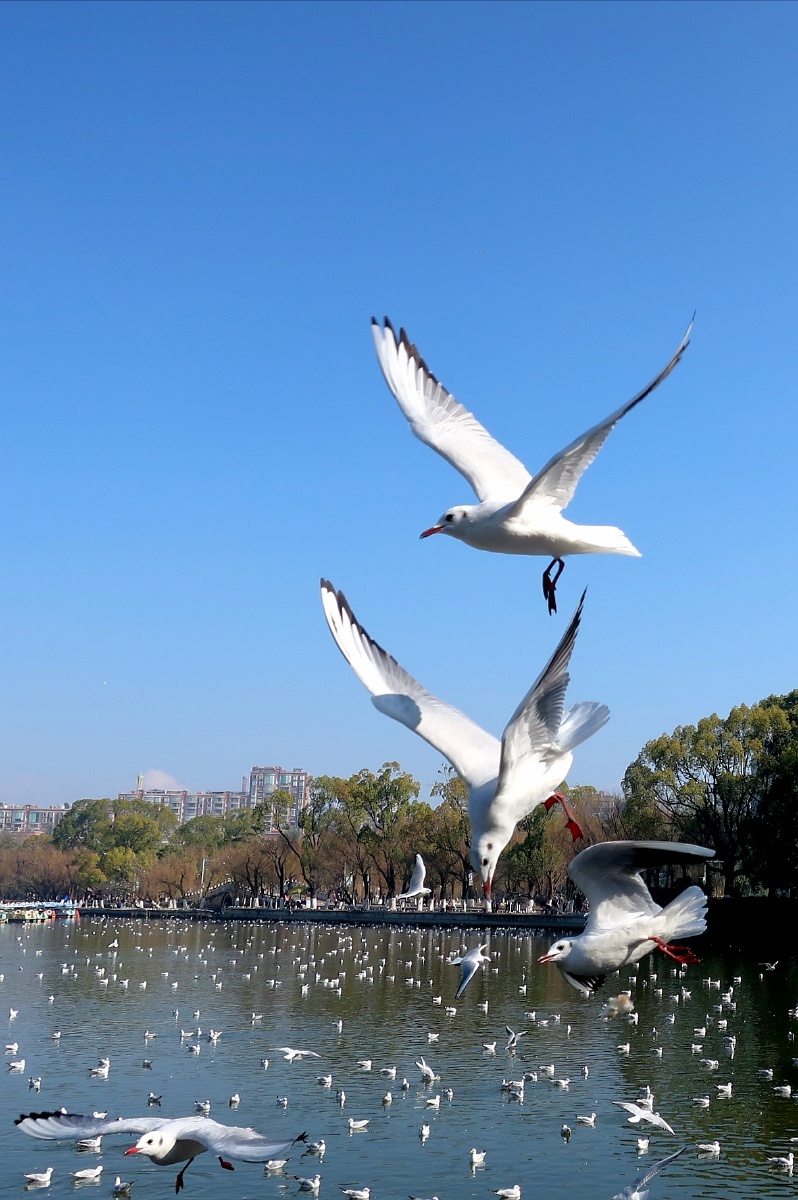 昆明翠湖的小精灵海鸥