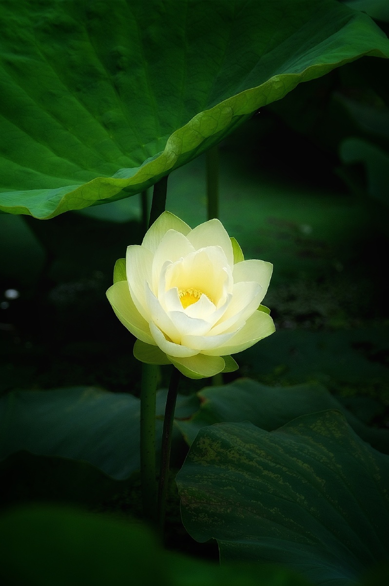 洁白如玉的荷花