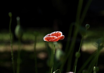 B11D3340-2D03-44A1-BE8B-6EA8F344868D/L0/001
