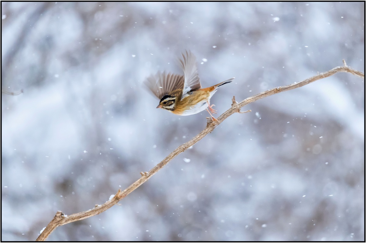 展翅欲飞. - 秋天的蝉 - 图虫
