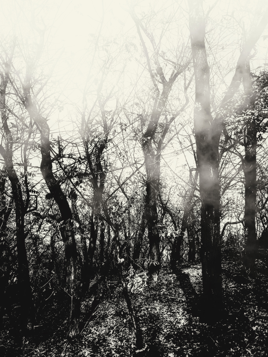 小路两边阴霾的森林每走一步都感觉心情是莫名的惆怅空中仿佛似有人在