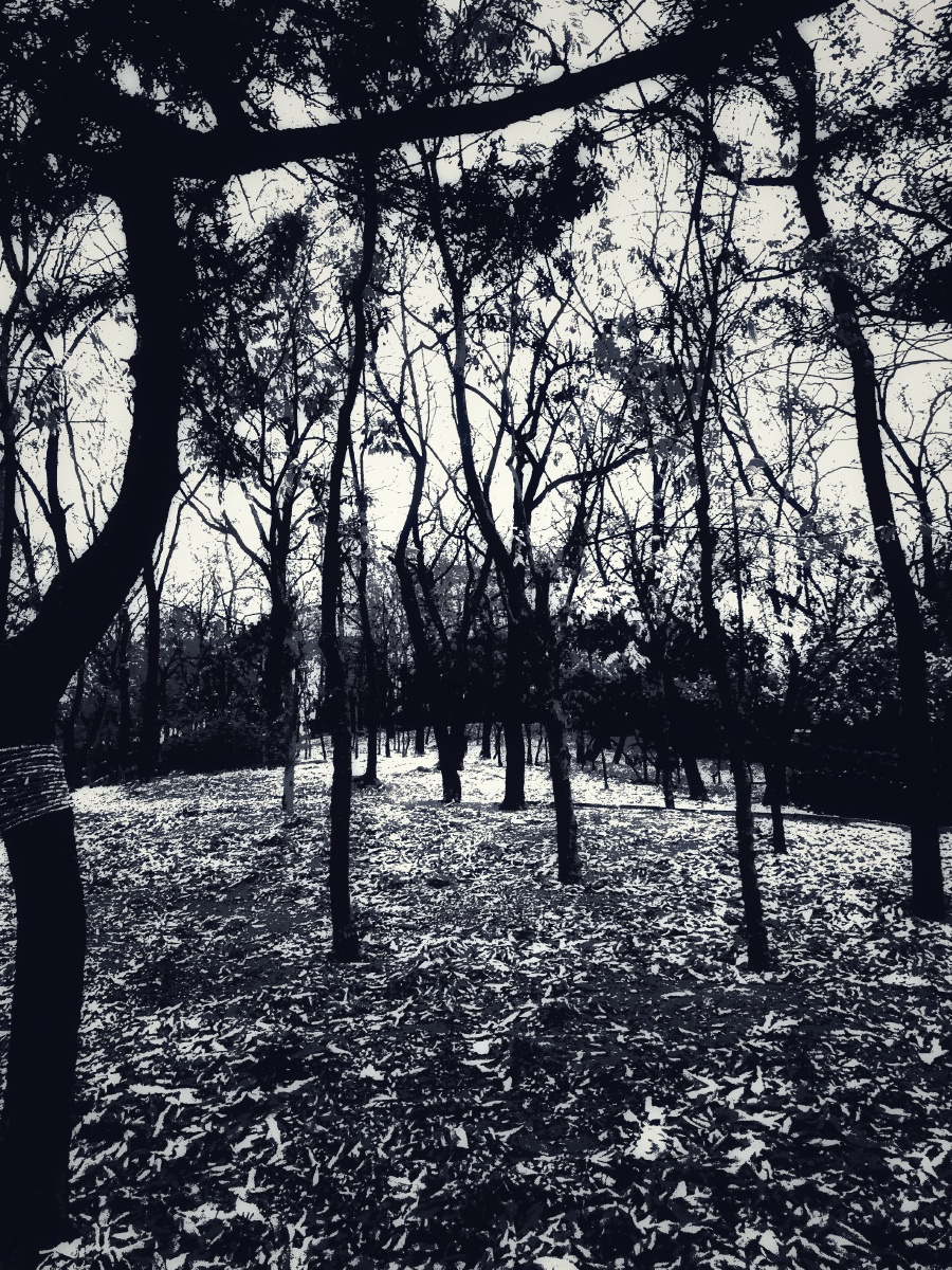 小路两边阴霾的森林每走一步都感觉心情是莫名的惆怅空中仿佛似有人在