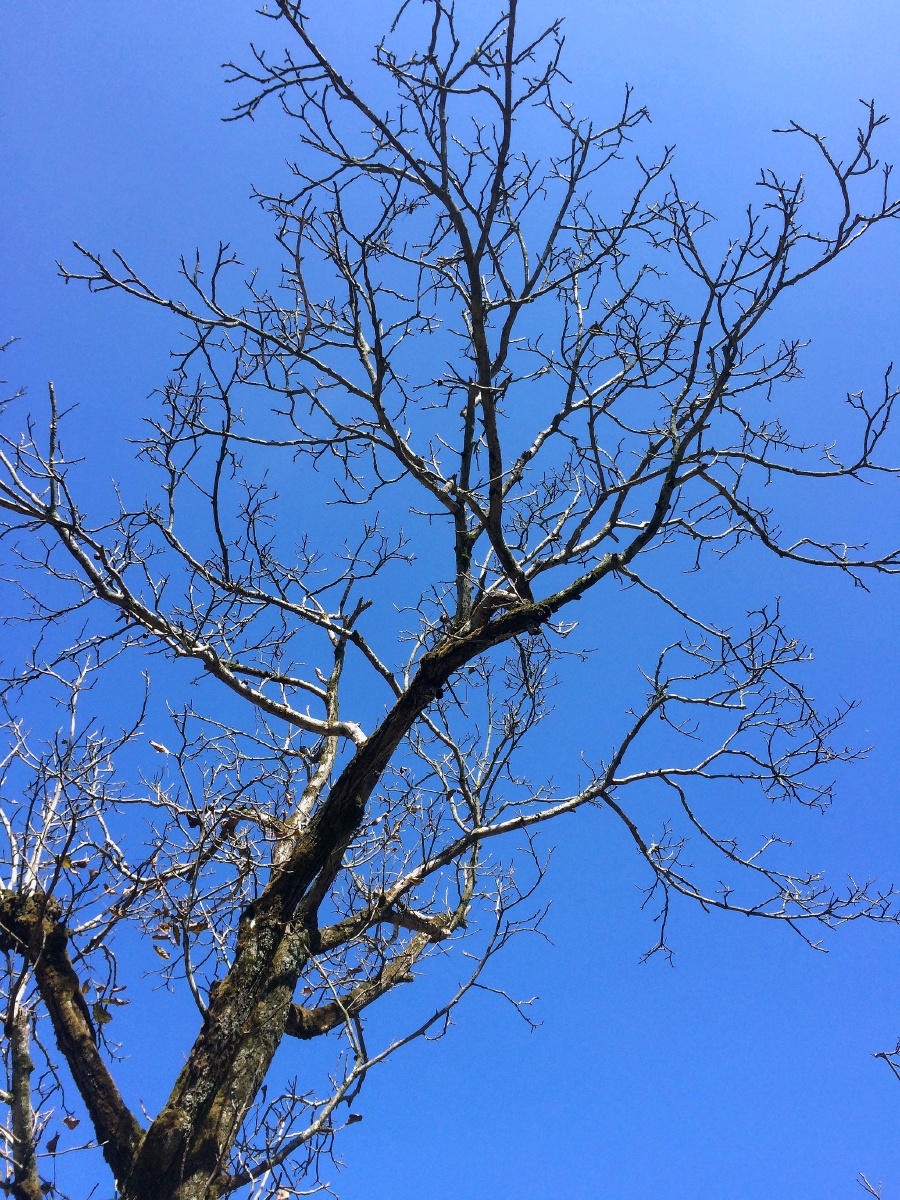 1分钟前 图色 关注 冬日核桃树 点赞是美德,打赏