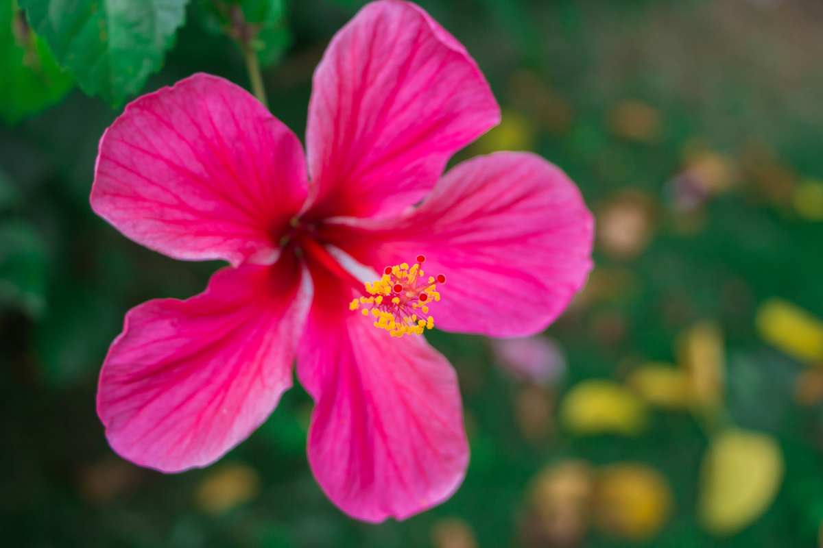 给你一朵小红花