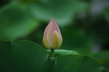 77C5B58F-51DB-4840-96DD-A4D576486500/L0/001