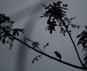 0D750D3F-E7A3-4305-84A0-6821D81C8DB4/L0/001