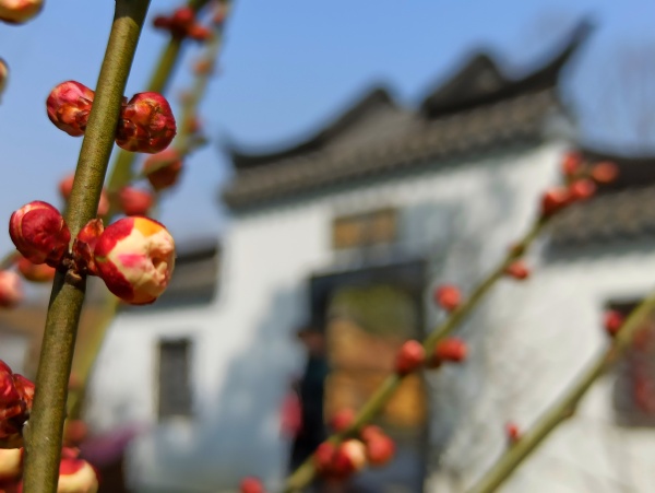 半山门前 金陵东木