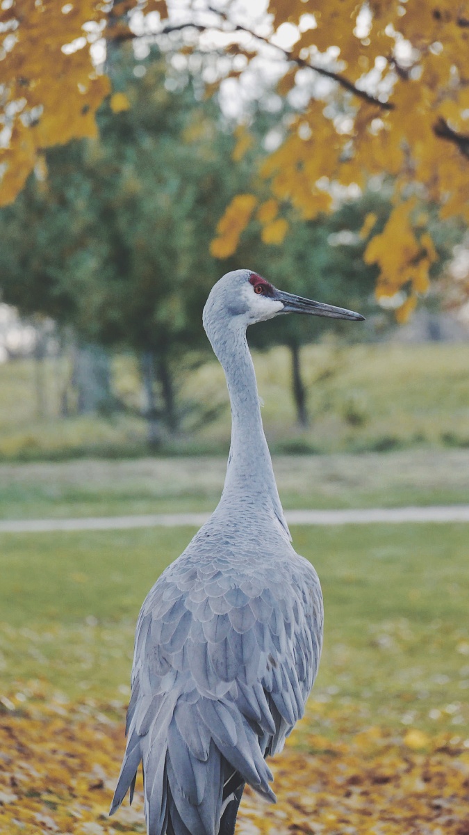 公园里的沙山鹤