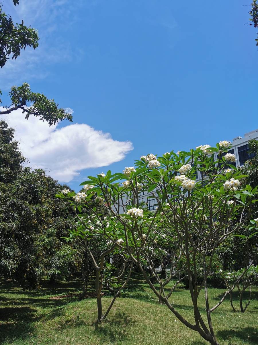 深圳大学档案馆旁的美丽一角