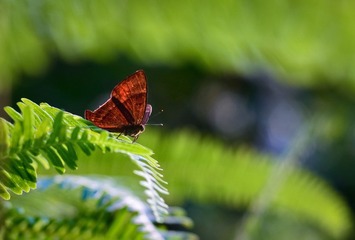 B0FD5171-9918-4A07-A393-5AAC1BF64861/L0/001