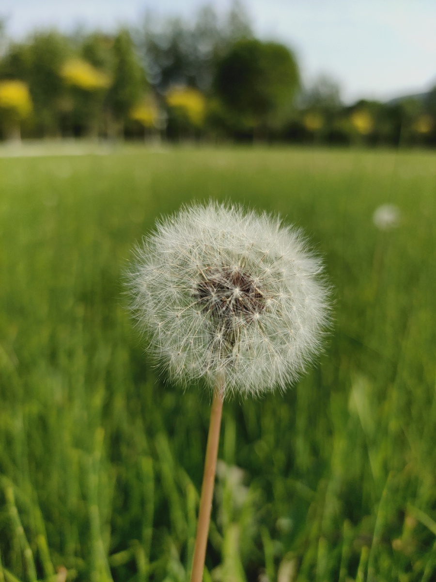 夏天蒲公英