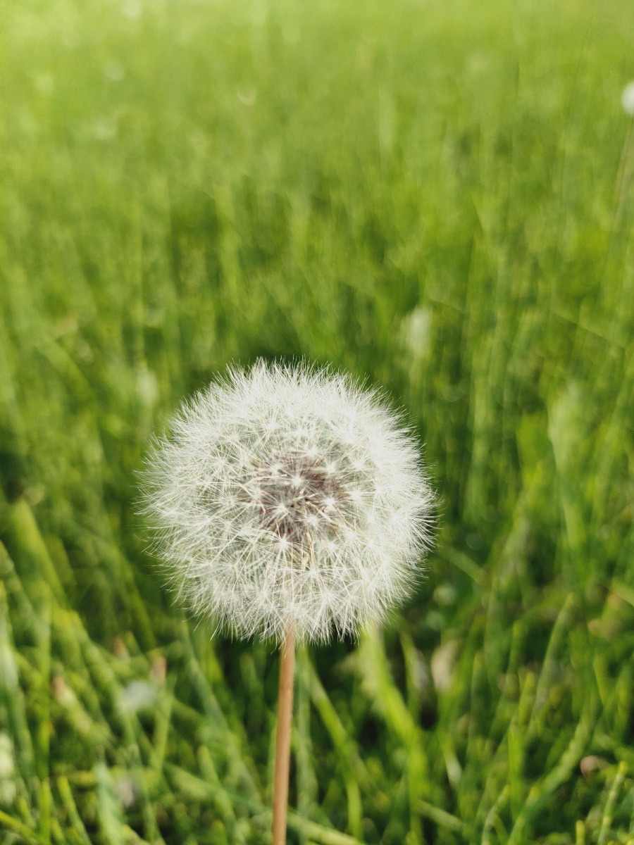 夏天蒲公英