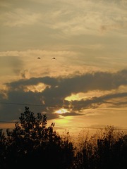 FEA9288D-1119-4576-87DF-B79FA5DD5FDD/L0/001
